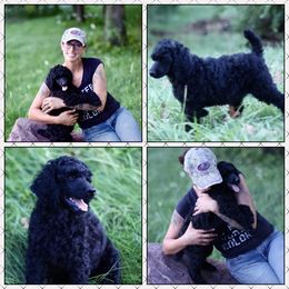 Poodle Puppies from Outlaw Canines