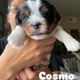 Yorkshire Terrier Puppies from Lala & Co.