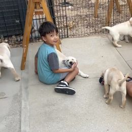 Labrador Retriever Puppies from Holly and Handsome