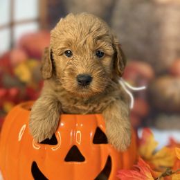 Boo, White Collar - Red  female Goldendoodle puppy in Lake Panasoffkee, Florida from Donnas Deluxe Doodles LLC