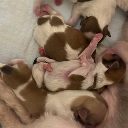 Shih Tzu Puppies from Wood Foo Breeders