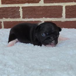Boy 3 - Black and white male French Bulldog puppy in Gloster, Mississippi from Donna's French Bulldogs