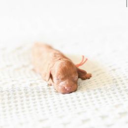 Cavapoo and Goldendoodle Puppies from Harper Doodles