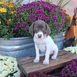 Girl 2 - Liver and white female German Shorthaired Pointer puppy in Potosi, Wisconsin from Point and Flush Gun Dogs
