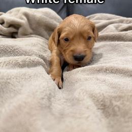 White - Golden female Golden Retriever puppy in Salt Lake City, Utah from Soaring golden retrievers