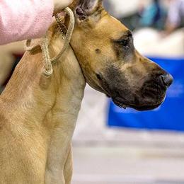 Great Danes from Mirabile Visu Danes