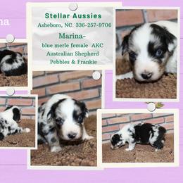 Marina - Blue merle female Australian Shepherd puppy in Asheboro, North Carolina from Stellar Aussies