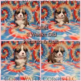 Juliet - Red female Pembroke Welsh Corgi puppy in Kiowa, Colorado from Cool Water Corgis LLC