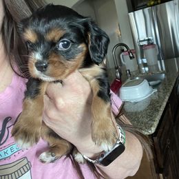 Cavalier King Charles Spaniel Puppies from Hidden Creek Cavaliers