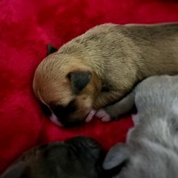 American Pit Bull Terrier puppies from Blue Antics