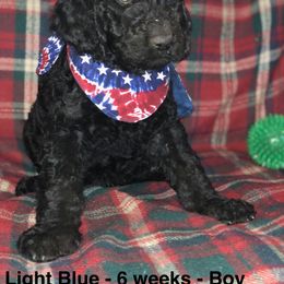 Labradoodle Puppies from Hippie Hollow Doodles