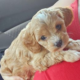 Aussiedoodle, Cavalier King Charles Spaniel, Cavapoo, and Labradoodle Puppies from Mc Doodles of Texas LLC