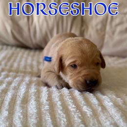 Horseshoe - Yellow male Labrador Retriever puppy in Water Valley, Mississippi from Three Lakes Labs & WHDs