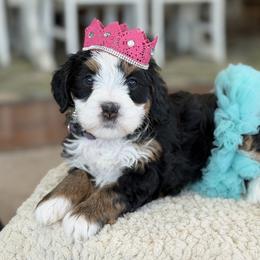 Opal - Tri-color female Bernedoodle puppy in Henry, Illinois from Rowe Farms Doodles