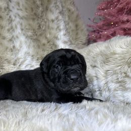 Pink Collar - Black brindle female Cane Corso puppy in Fairfield, California from Royal Class Kennels