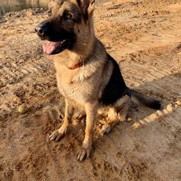 German Shepherd All Grown Up from Angel Oak German Shepherds