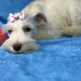 Willow - White female Miniature Schnauzer puppy in Palm Coast, Florida from Fiesta Pups