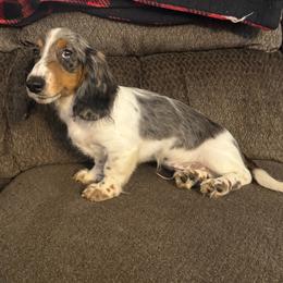 Titan - Dapple male Dachshund puppy in Wisconsin from Three K Miniature Dachshunds