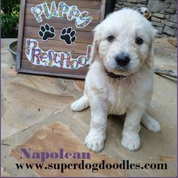 Goldendoodle Puppies from SUPERDog Doodles