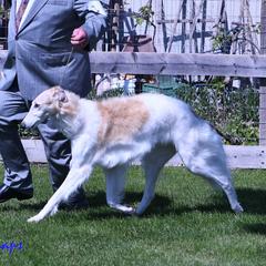 Skittle - Borzoi
