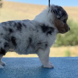 Blue Merle girl no collar - Blue merle female Australian Shepherd puppy in Touchet, Washington from Northwest Rainbow Aussies and Golden Retrievers