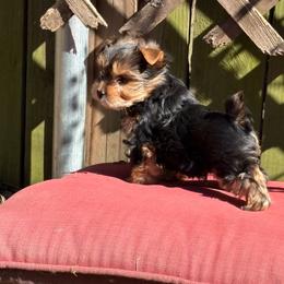 Boy 1 - Black and tan male Yorkshire Terrier puppy in Jacksonville, Arkansas from Royal Yorkie Terrier