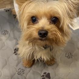 Yorkshire Terrier All Grown Up from Wendy's Pawsitive Training, LLC
