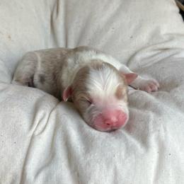 Jeremiah - Red tri-color male Australian Shepherd puppy in Grants Pass, Oregon from Carmel Mountain Aussies