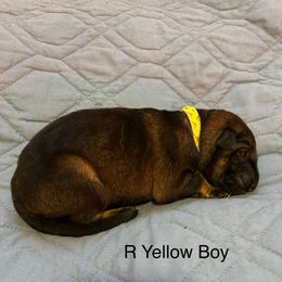 Boy 5 - German Shepherd puppy from Von Cluskey German Shepherds