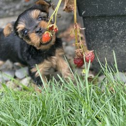 Yorkshire Terrier Puppies from Yorkiecharm