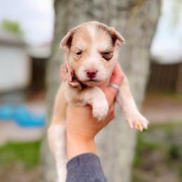 Melody - Merle female Pomsky puppy in Cleveland, Ohio from Lake Point Pomskies