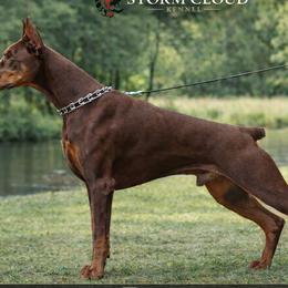 EXX - Doberman Pinscher