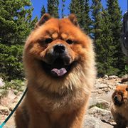 Chow Chow from Rosan Chows