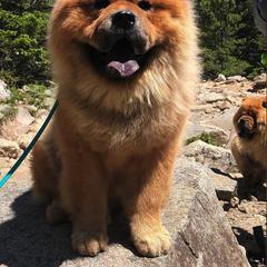 Chow Chow from Rosan Chows