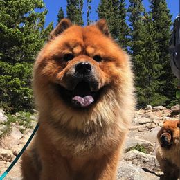 Chow Chow from Rosan Chows