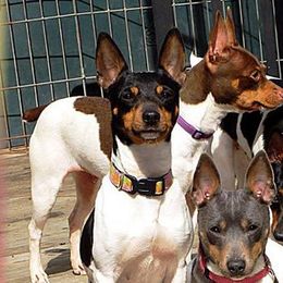 Rat Terriers from Cal Val Rat Terriers