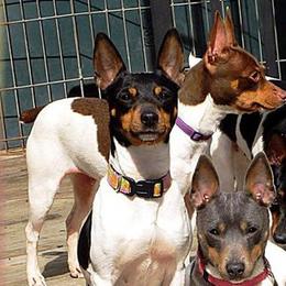Rat Terriers from Cal Val Rat Terriers