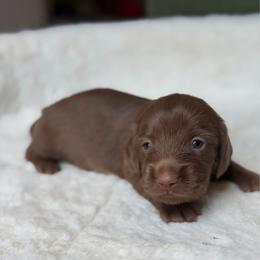Latte - Chocolate female Dachshund puppy in Duncanville, Alabama from Bear Creek Dachshunds