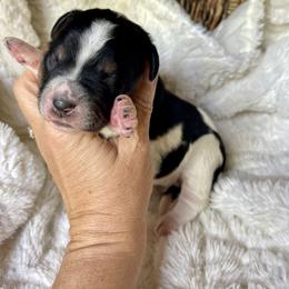 Girl 5 - female Bernedoodle puppy in Superior, Arizona from Mountain Bridge Doodles