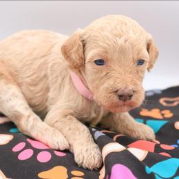 Light Pink - Cream female Labradoodle puppy in Lexington Park, Maryland from SUNNY SIDE DOODLES