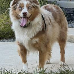 Georgie - Miniature Australian Shepherd