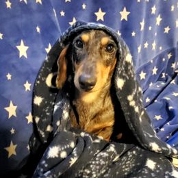 Wigglesworth - Dachshund