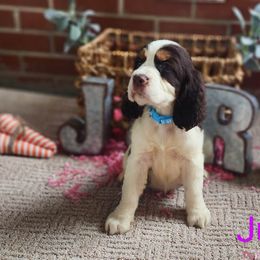 English Springer Spaniel Puppies from J&R Springers