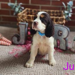 English Springer Spaniel Puppies from J&R Springers