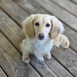 Eden - Dachshund