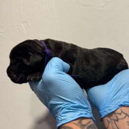 Female 1 - Black female Cane Corso puppy in Cashion, Oklahoma from APEXOK Cane Corsos LLC