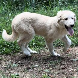Puppy ID 517251 - White and badger male Great Pyrenees puppy in Leicester, North Carolina from Randall Glen Pyrenees