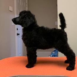 Poodle Puppies from Anutta Poodles