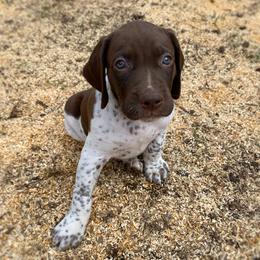 Jesse James - Liver and white male German Shorthaired Pointer puppy in Hot Springs, Virginia from Thunder Mountain Gun Dogs