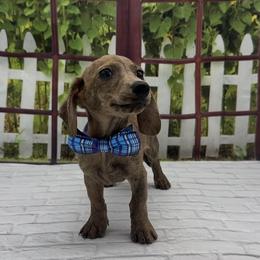 Cream Brindle Smooth Male - Cream male Dachshund puppy in Killeen, Texas from Southern Dachshunds